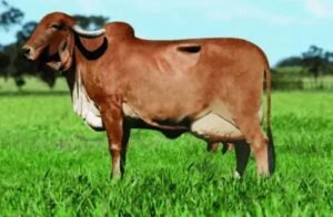 Gir Leiteiro: Dupla Aptidão e Resistência Térmica