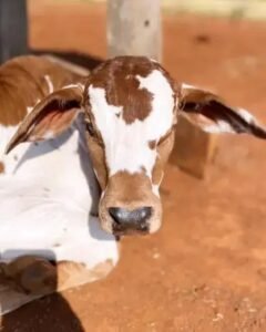 Hérnia Umbilical em Bezerro Recém-Nascido: Sintomas e Tratamento