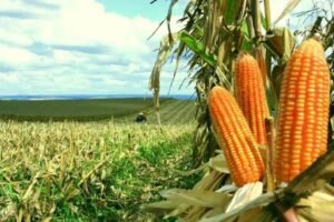 Lavoura de Milho: 8 Dicas Essenciais para Aumentar a Produtividade