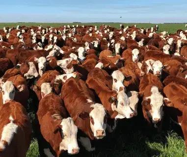 Manejo de Bovinos de Corte: Dicas Práticas para Produtores