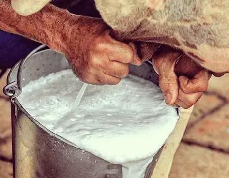 Manejo de Gado Leiteiro: Tolerância Térmica e Dicas Práticas