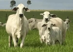 Mistura de Fubá com Sal Mineral: Benefícios para o Gado