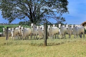 Misturando Farelo de Milho com Suplementos para Gado