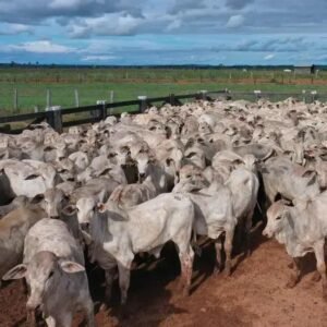 Monensina Sódica: Uso Perto do Abate? Descubra Agora!