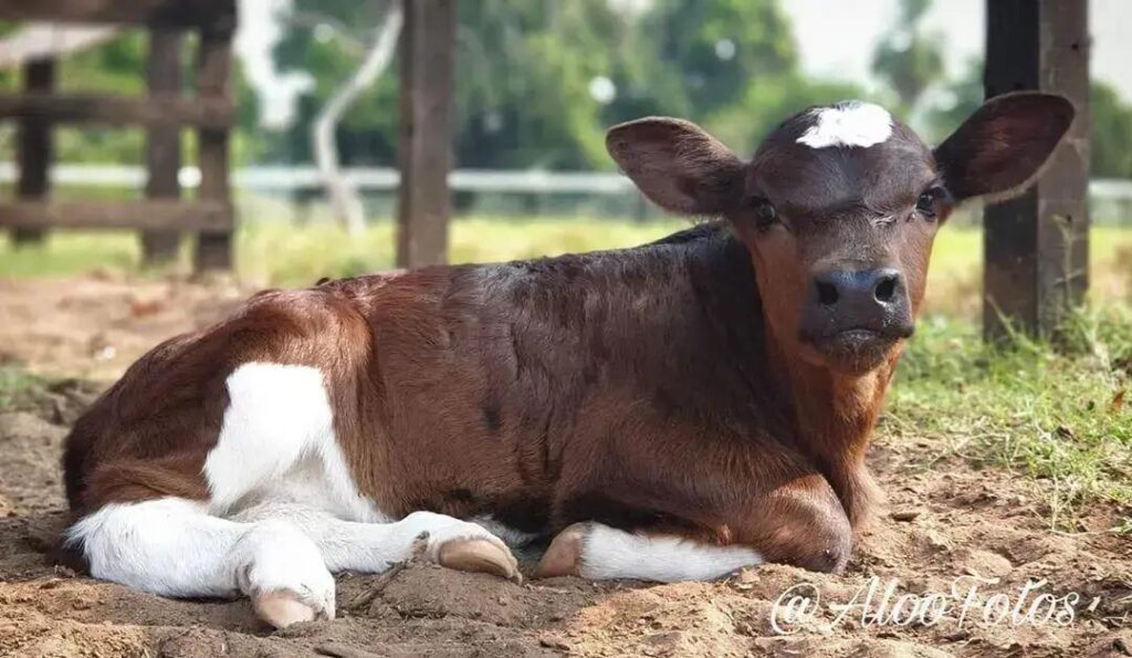 O que é a Coccidiose Bovina e Como Prevenir?