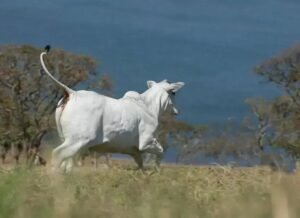 O que é Conversão Alimentar em Bovinos? Descubra Agora!