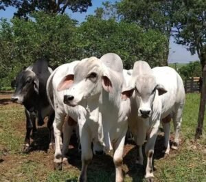 O que é pH Ruminal? Descubra seu impacto na pecuária