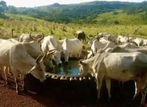 Onde Instalar o Bebedouro para Bovinos: Dicas Práticas