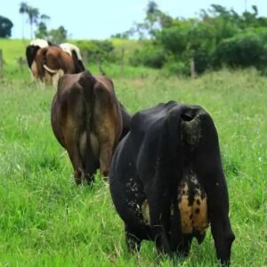 Os 2 Melhores Pastos para Vaca de Leite que Você Precisa Conhecer