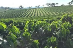 Os 8 Benefícios do Adubo N P K para suas Plantas