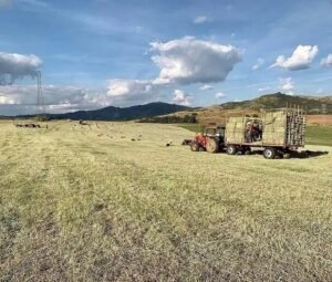 Plantação de Feno: Vale a Pena Investir na Sua Propriedade?