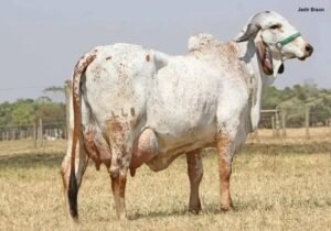 Posso Aplicar Ivomec em Vaca Prenha? Descubra Agora!