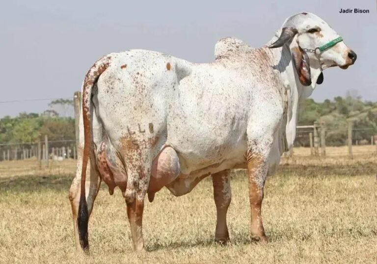 Posso Aplicar Ivomec em Vaca Prenha? Descubra Agora!