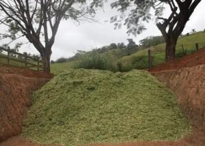 Preciso Usar Inoculante para Silagem de Capim? Descubra Agora!