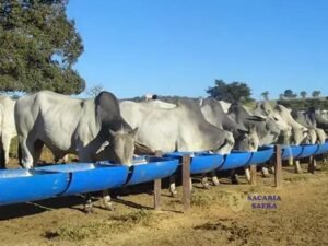 Quais Suplementos Servir no Cocho de Bombona: Guia Completo