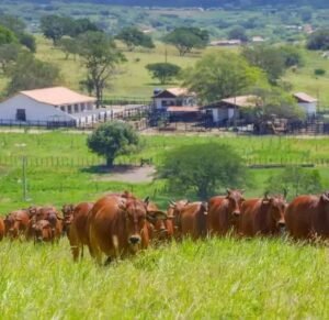 Quando e Como Aplicar Herbicida para Pastagem?