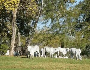 Quando Iniciar o Uso de Sal Proteinado para Gado na Seca