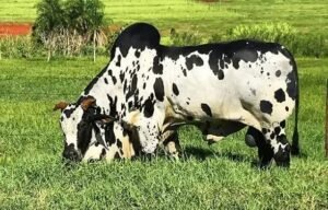 Sal Proteinado e Sal Mineral: Misturar é Possível?