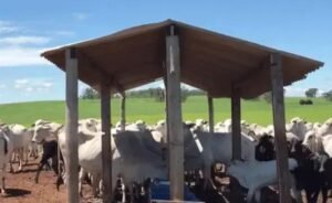 Sal Proteinado: Potencialize a Saúde do Seu Rebanho