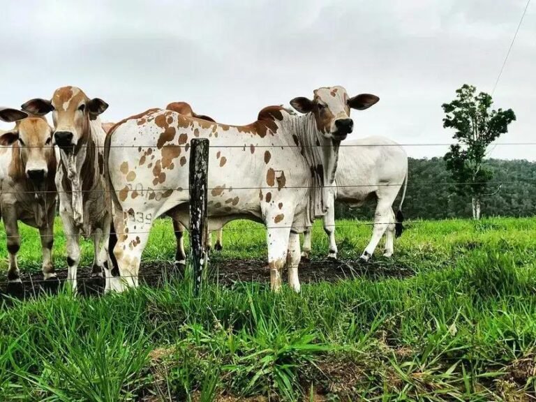 Seguro para Gado: Cobre Furto e Roubo de Animais?