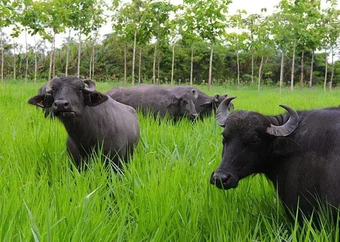 Será que Existe Búfalo Selvagem no Brasil? Descubra Agora!