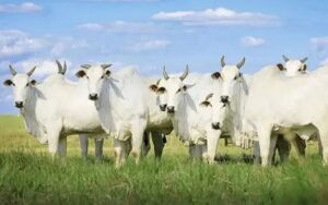 Sorgo para Gado: Mistura com Sal Mineral Funciona?