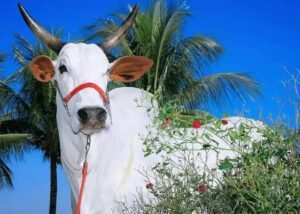 Sulfato de Amônia para Bovinos: 5 Dicas de Uso Eficiente