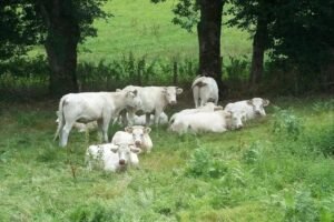 Terminação x Peso Vivo: Como Alimentar o Gado de Corte