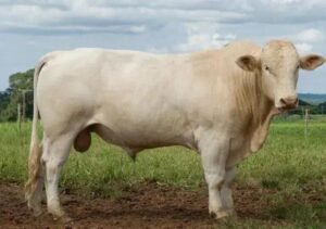 Top 4 Raças de Boi no Banco de Sêmen Bovino