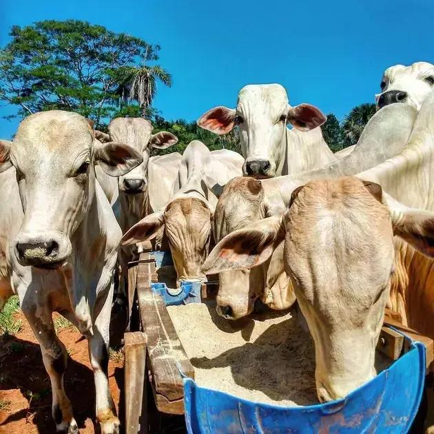 Tudo sobre Ureia para Bovinos: Cuidados Essenciais