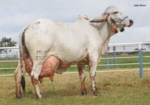 Vaca dá leite quando não está prenha? Descubra agora!