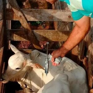 Vacina de Manqueira é Obrigatória para Bovinos? Descubra Aqui!