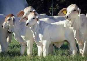 Vale a Pena Fazer o Sequestro de Bezerros? Descubra Agora!