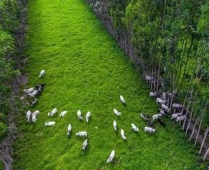 Vantagens do Sistema Silvipastoril na Pecuária: Descubra Agora!