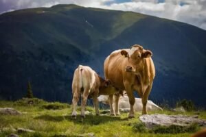 Virginiamicina: 5 Dicas para Manejo de Vacas Pré e Pós-Parto