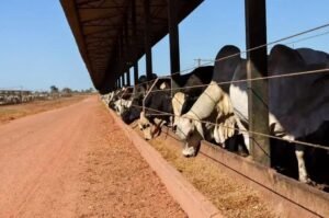 Virginiamicina: Pode Tomar Sol e Chuva no Cocho de Boi?