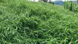 24D Bula: Tudo que Você Precisa Saber Sobre Este Herbicida