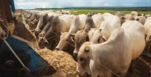 3 Dicas para Armazenar Sal Mineral, Proteinado e Ração