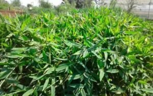 5 Cuidados Essenciais com a Braquiária do Brejo para Pecuária