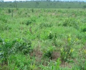 5 Plantas Invasoras de Pasto Que Você Precisa Conhecer