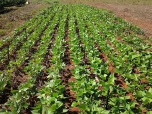 8 Benefícios das Folhas de Feijão para a Saúde e Agricultura