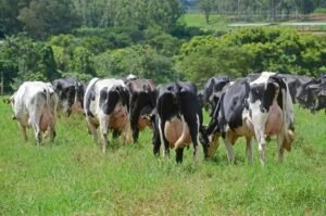 8 Benefícios do Cocô de Vaca para a Agricultura