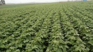 8 Benefícios do Feijão Grande para Sua Saúde e Agricultura