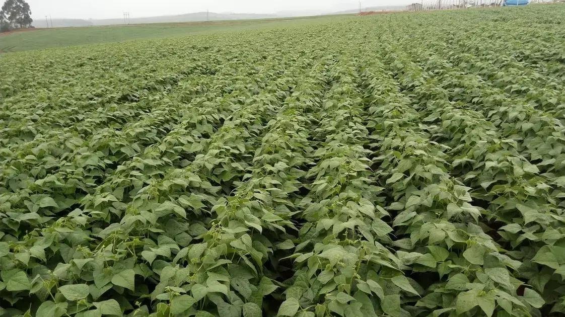 8 Benefícios do Feijão Grande para Sua Saúde e Agricultura 8 Benefícios do Feijão Grande para Sua Saúde e Agricultura