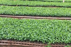 8 Dicas Imperdíveis para Cultivar Mudas de Qualidade