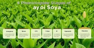 8 Estádios Fenológicos da Soja que Todo Produtor Deve Conhecer