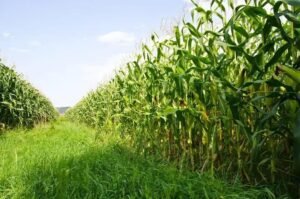 8 Estratégias Eficazes para Combater o Percevejo do Milho