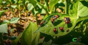 8 Estratégias Eficazes para Combater o Percevejo Marrom da Soja