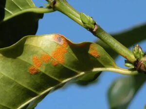 8 Estratégias para Combater a Ferrugem do Café e Proteger sua Colheita