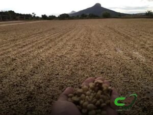 8 Etapas Cruciais do Processo de Produção do Café